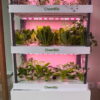 CheerBio PlantBlock Three-Layer Veggie Garden