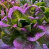 CheerBio PlantBlock Three-Layer Fruit & Veggie Garden