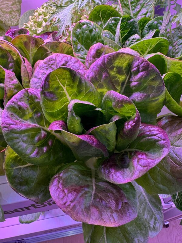 CheerBio PlantBlock Three-Layer Fruit & Veggie Garden